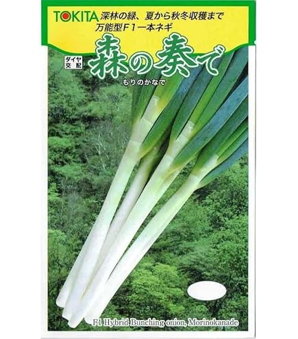 Amazon.co.jp: トキタ種苗 ネギ 大河の轟きのタネ(たいがのとどろき